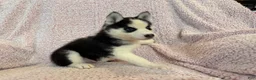 Siberian Husky dogs for sale: Princess Nox - Ad 6
