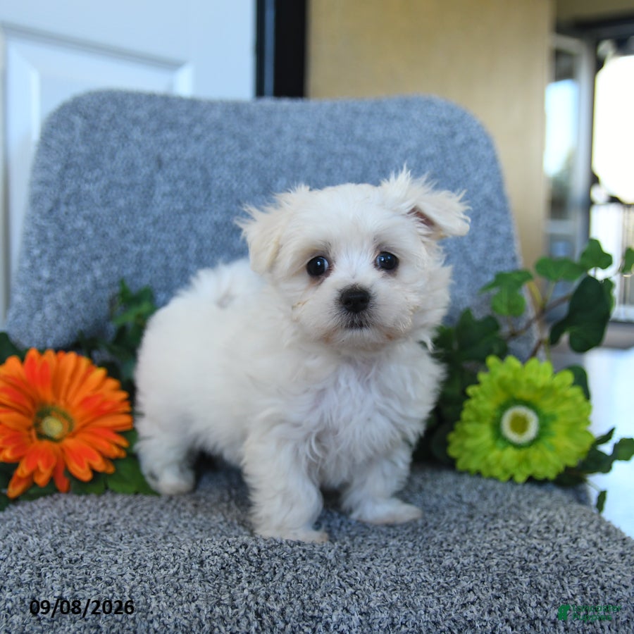 Maltese dogs Mindy - Ad 2