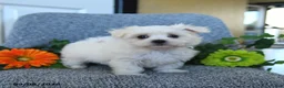 Maltese dogs for sale: Mindy - Ad 2