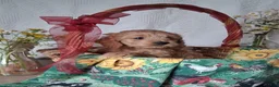 Mini Goldendoodle dogs for sale: Skya - Ad 3