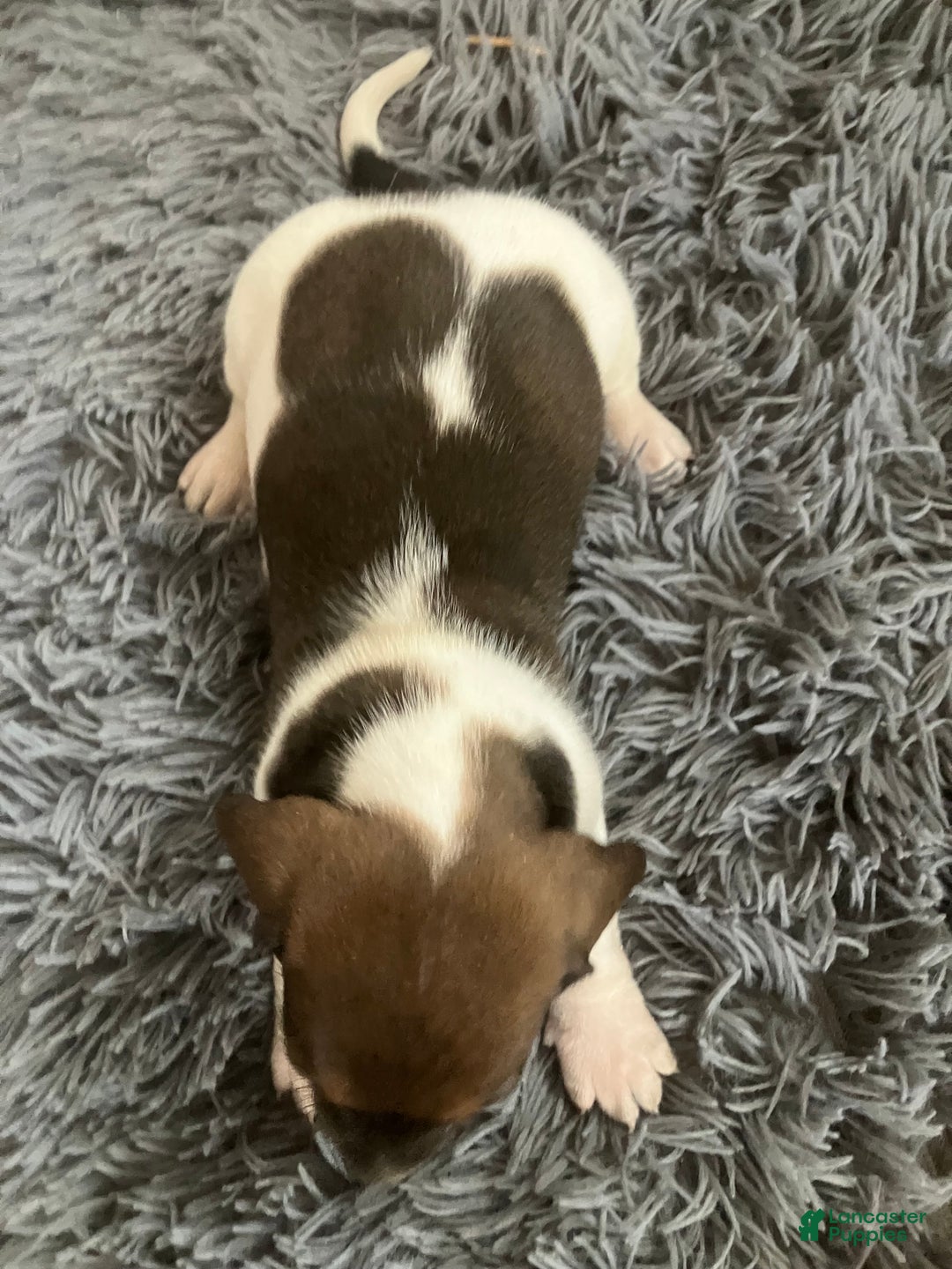 Miniature Dachshund dogs for sale: Akc katura - Ad 2