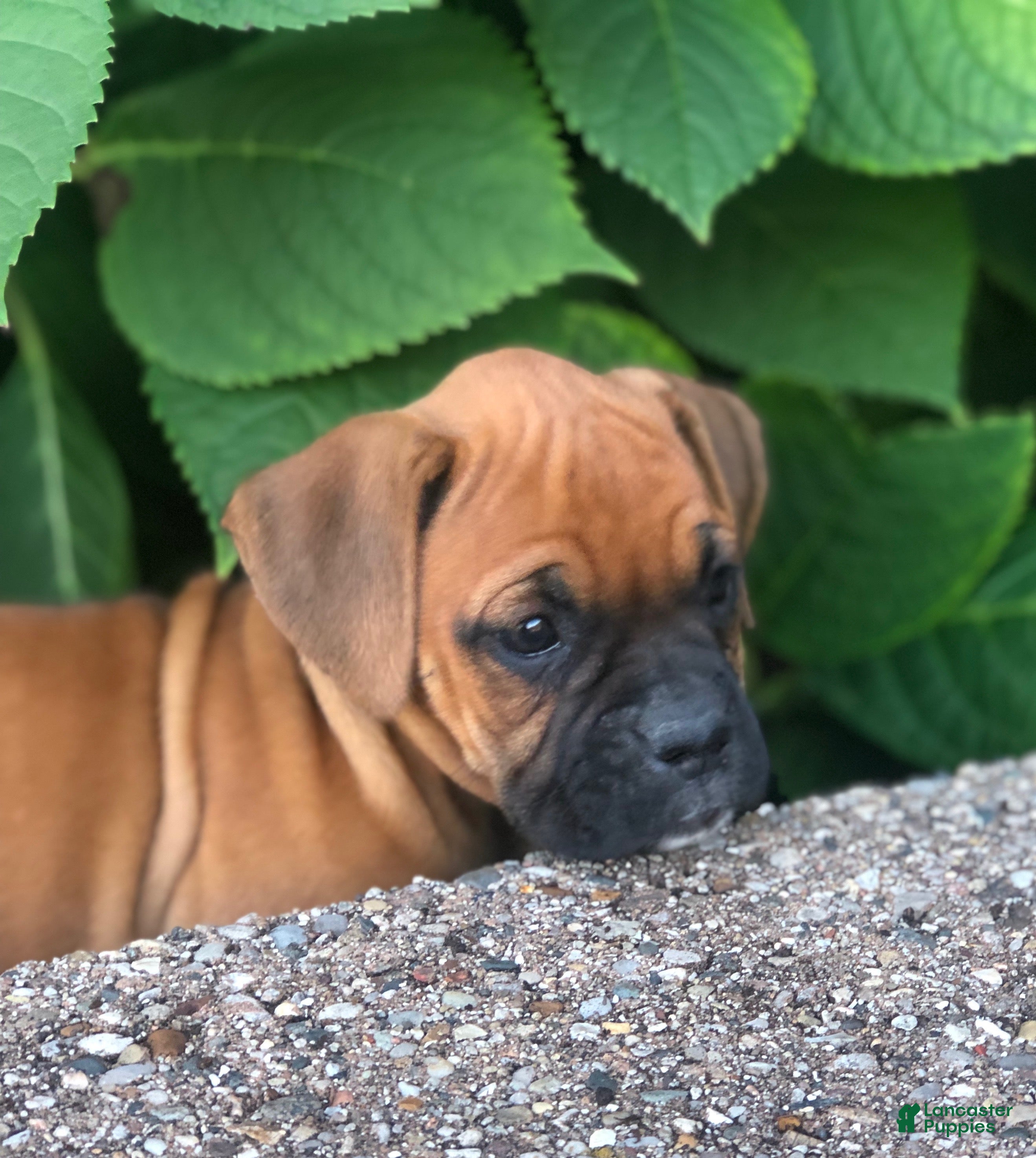 Boxer dogs Amber - Ad 2