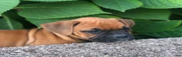 Boxer dogs for sale: Amber - Ad 2
