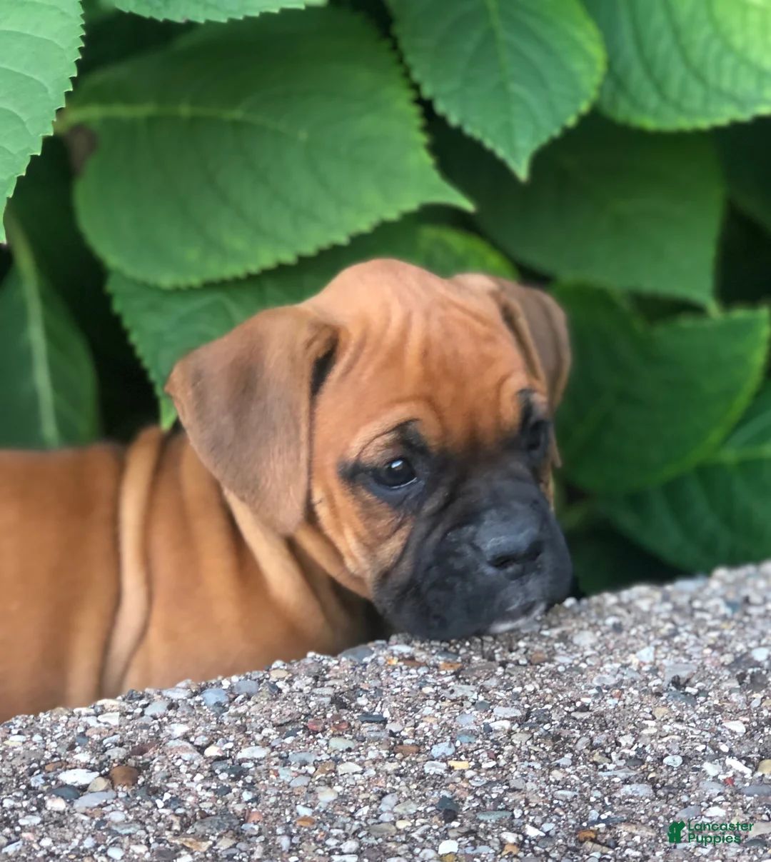 Boxer dogs for sale: Amber - Ad 2