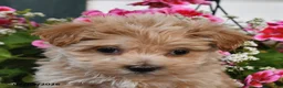 Maltipoo dogs for sale: Shelby - Ad 3