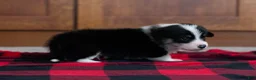 Welsh Corgi Pembroke dogs for sale: Zed - Ad 5