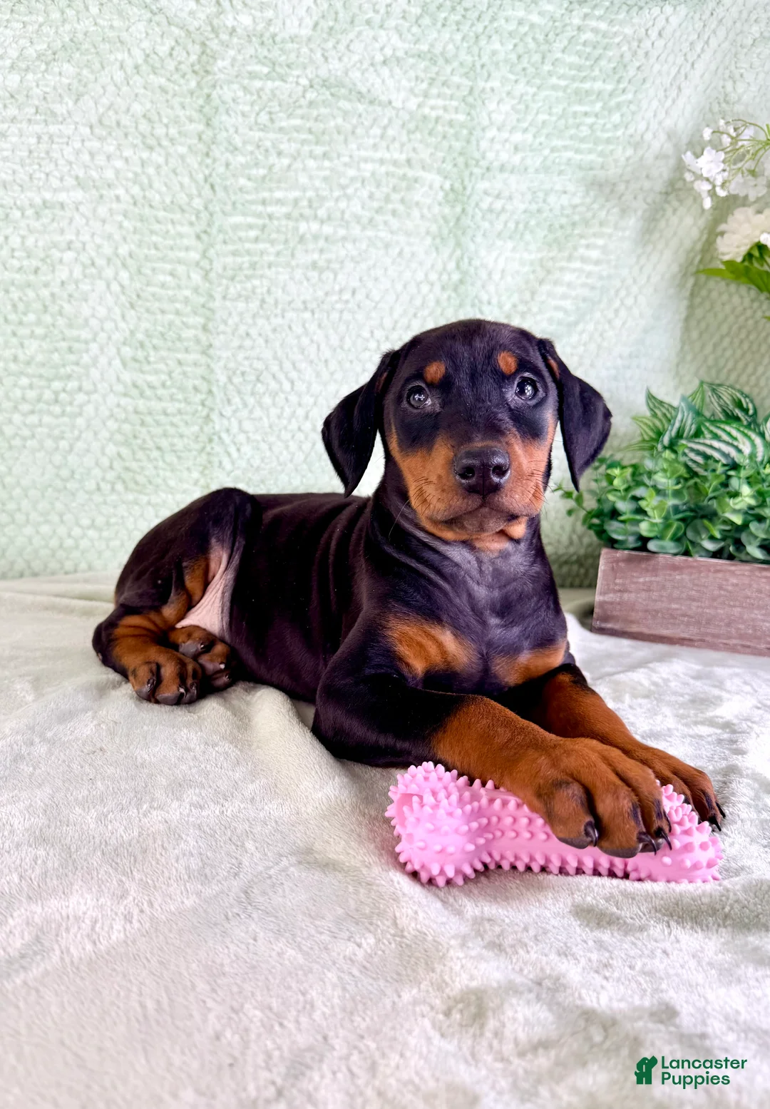 Doberman Pinscher dogs for sale: AKC Osiris - Ad 2