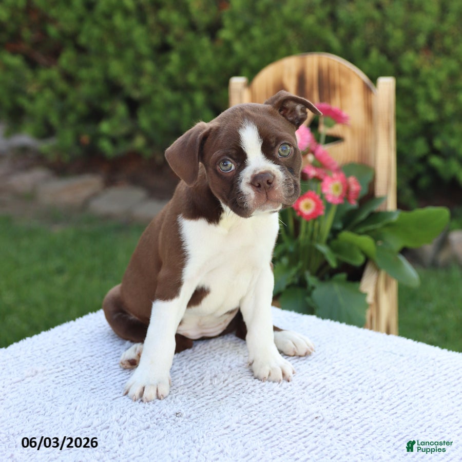 Boston Terrier dogs for sale: Daisy - Ad 5