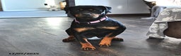 Rottweiler dogs for sale: Rocky - Ad 4