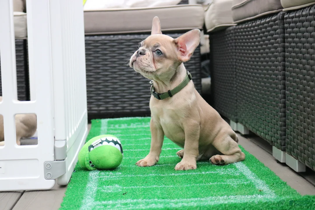 French Bulldog dogs for sale: French Bulldog 2 - Ad 2