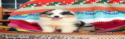 Toy Australian Shepherd dogs for sale: Cindy - Ad 1
