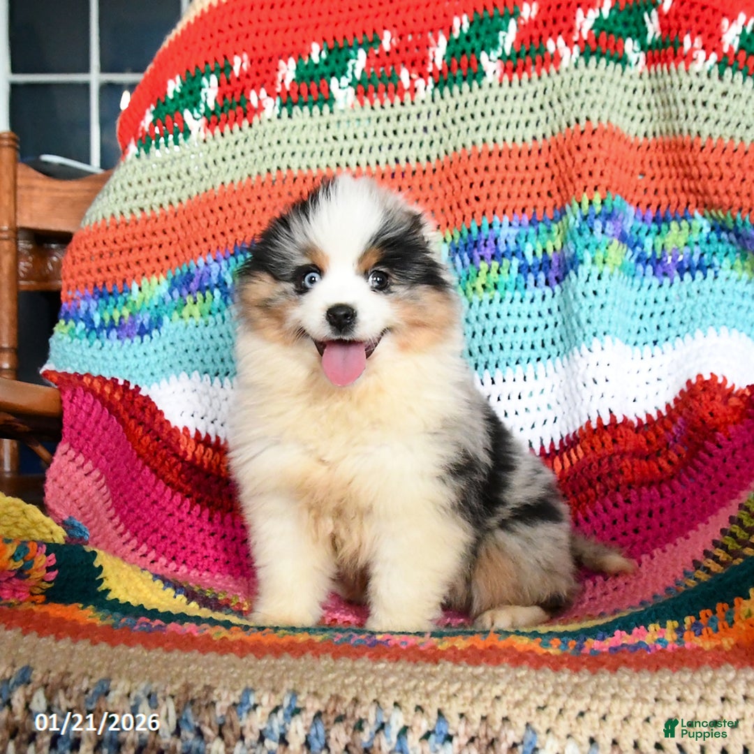 Toy Australian Shepherd dogs for sale: Cindy - Ad 1