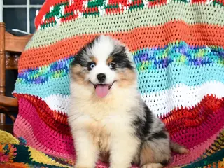 Toy Australian Shepherd dogs Cindy - Ad 5