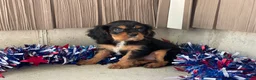 Cavalier King Charles Spaniel dogs for sale: Harmony Cavalier King Charles Spaniel  - Ad 3