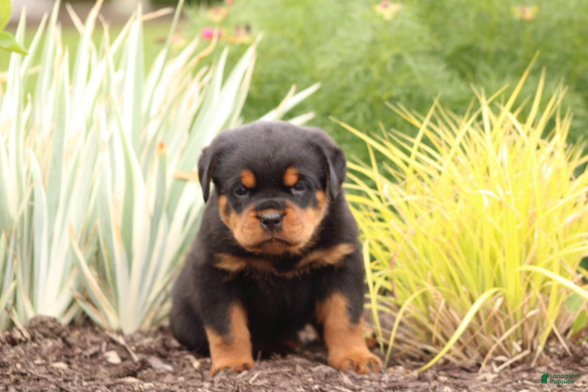 Rottweiler dogs Tasha - Ad 21