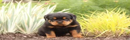 Rottweiler dogs for sale: Tasha - Ad 1