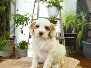 Bernedoodle dogs for sale: Lola - Ad 4