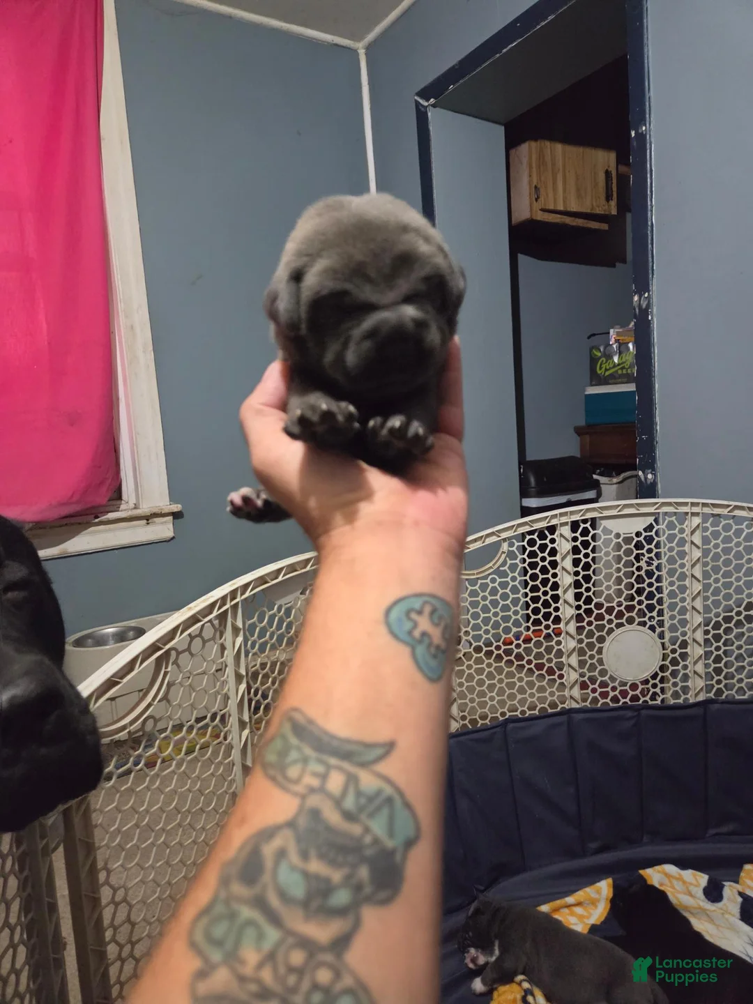 Cane Corso dogs for sale: Cane Corso 4 - Ad 1