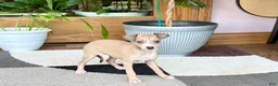 Italian Greyhound dogs for sale: Italian Greyhound female 1 fawn and white  - Ad 10