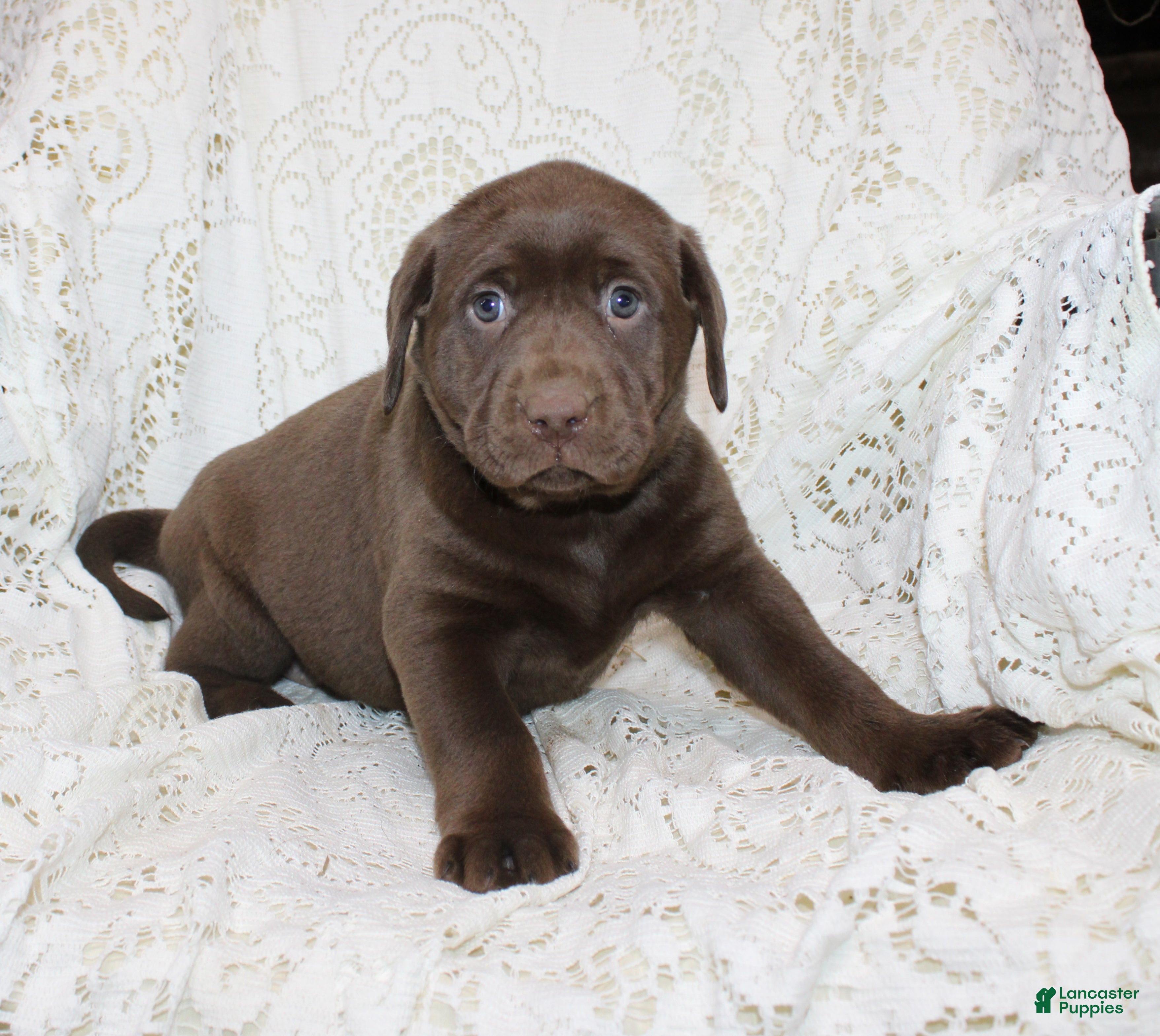 Labrador Retriever dogs Riley - Ad 2