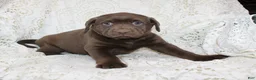 Labrador Retriever dogs for sale: Riley - Ad 2