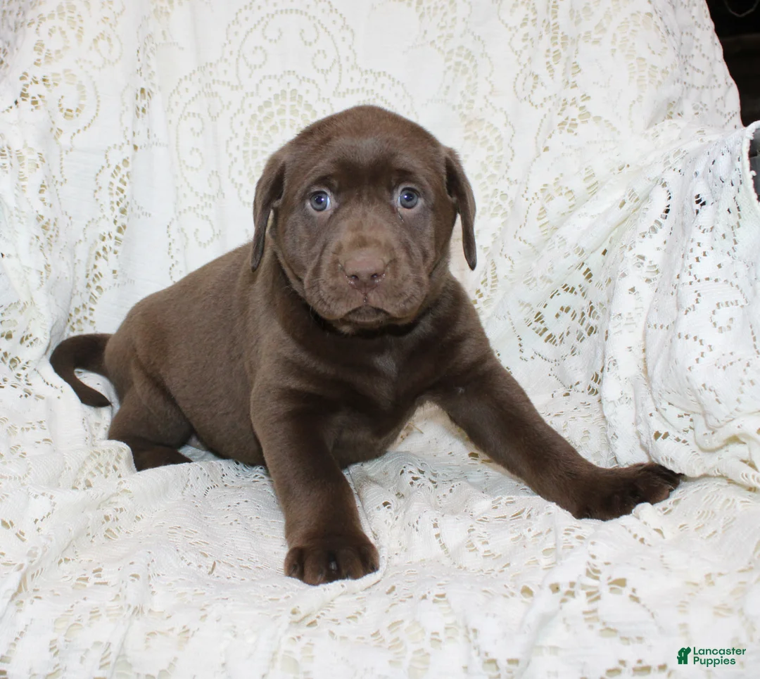 Labrador Retriever dogs for sale: Riley - Ad 2