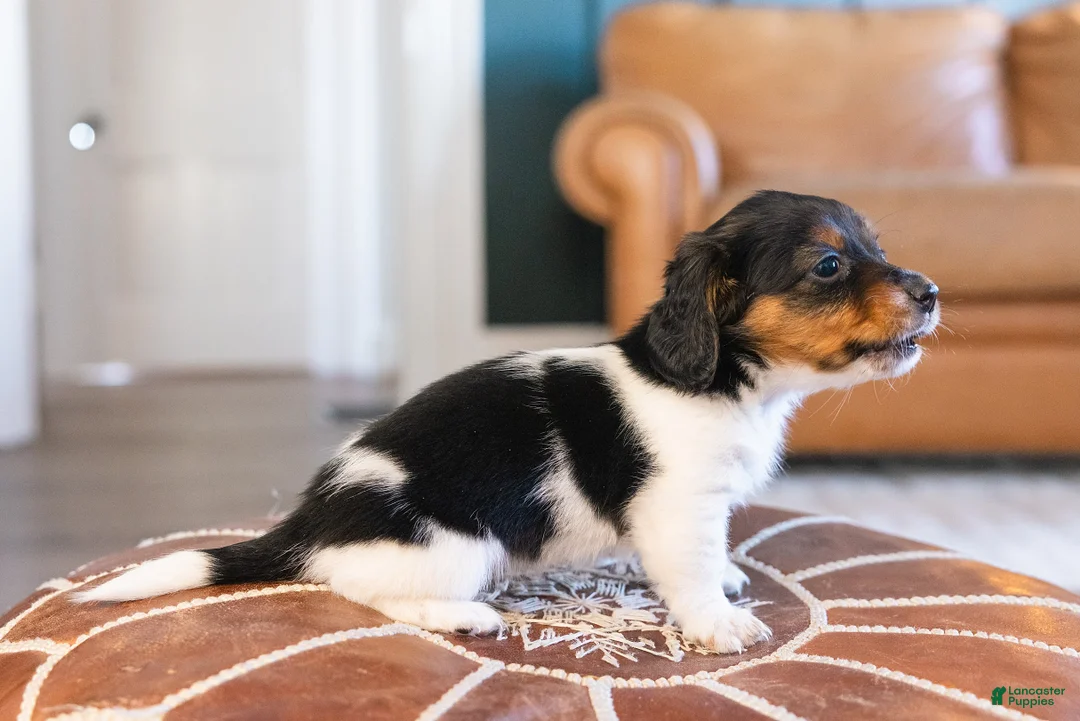 Miniature Dachshund dogs for sale: Greta Longbody - Ad 4