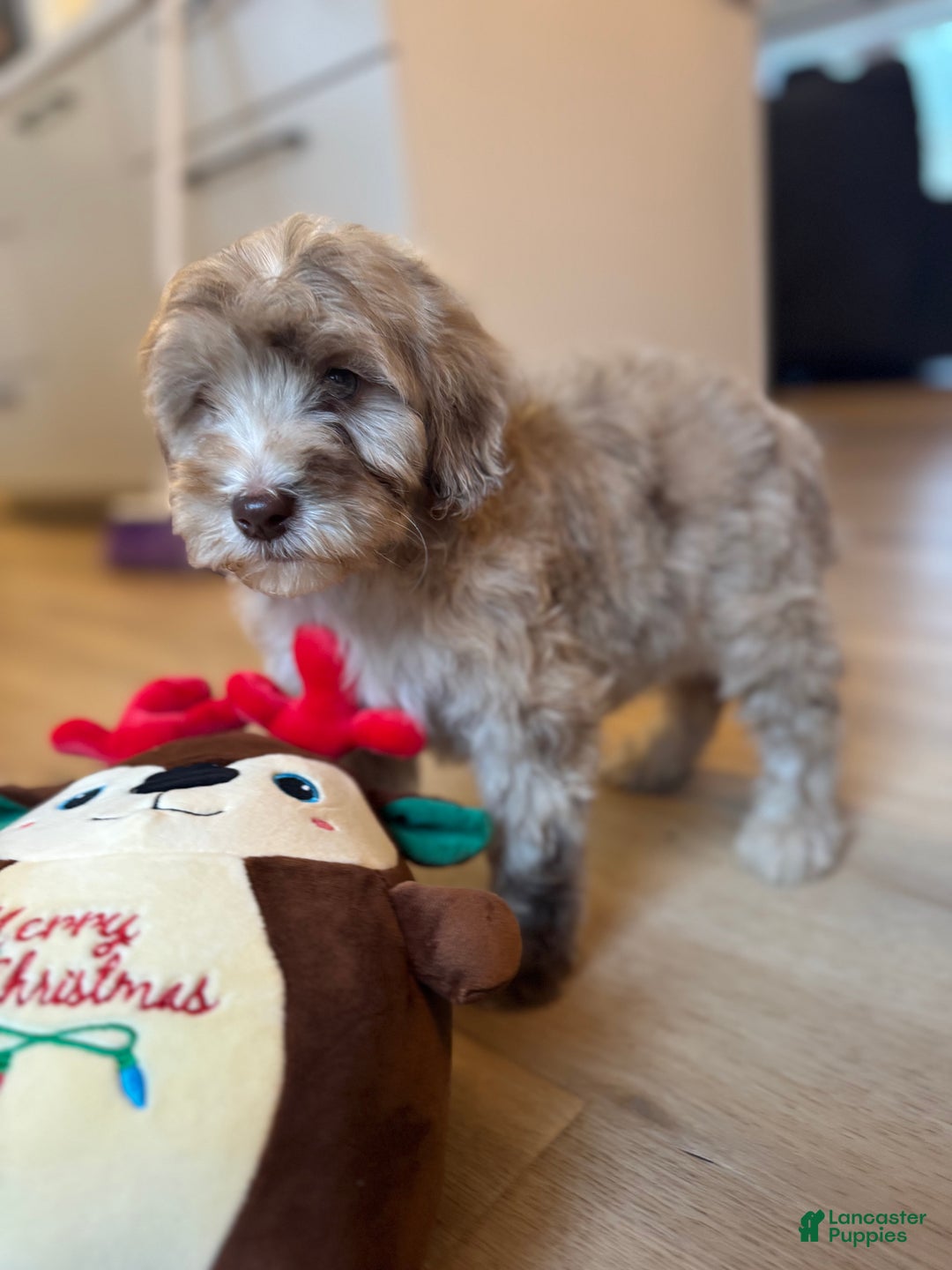 Mini Goldendoodle dogs for sale: Daisy - Ad 4