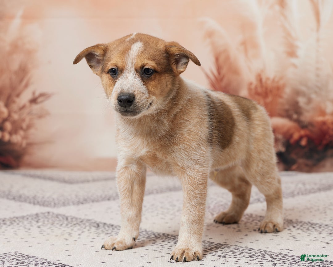 Australian Cattle Dog dogs for sale: Rocky - Ad 5