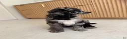 Miniature Poodle dogs for sale: Bluejay  - Ad 4