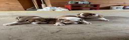 English Bulldog dogs for sale: Bella - Ad 9