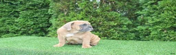 English Bulldog dogs for sale: Debbi - Ad 5