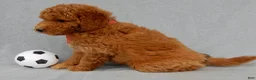 Mini Goldendoodle dogs for sale: Kenny - Ad 5