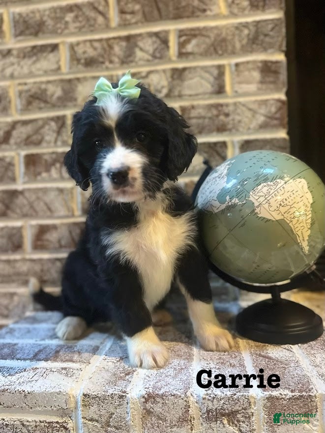 Bernedoodle dogs Carrie - Ad 36