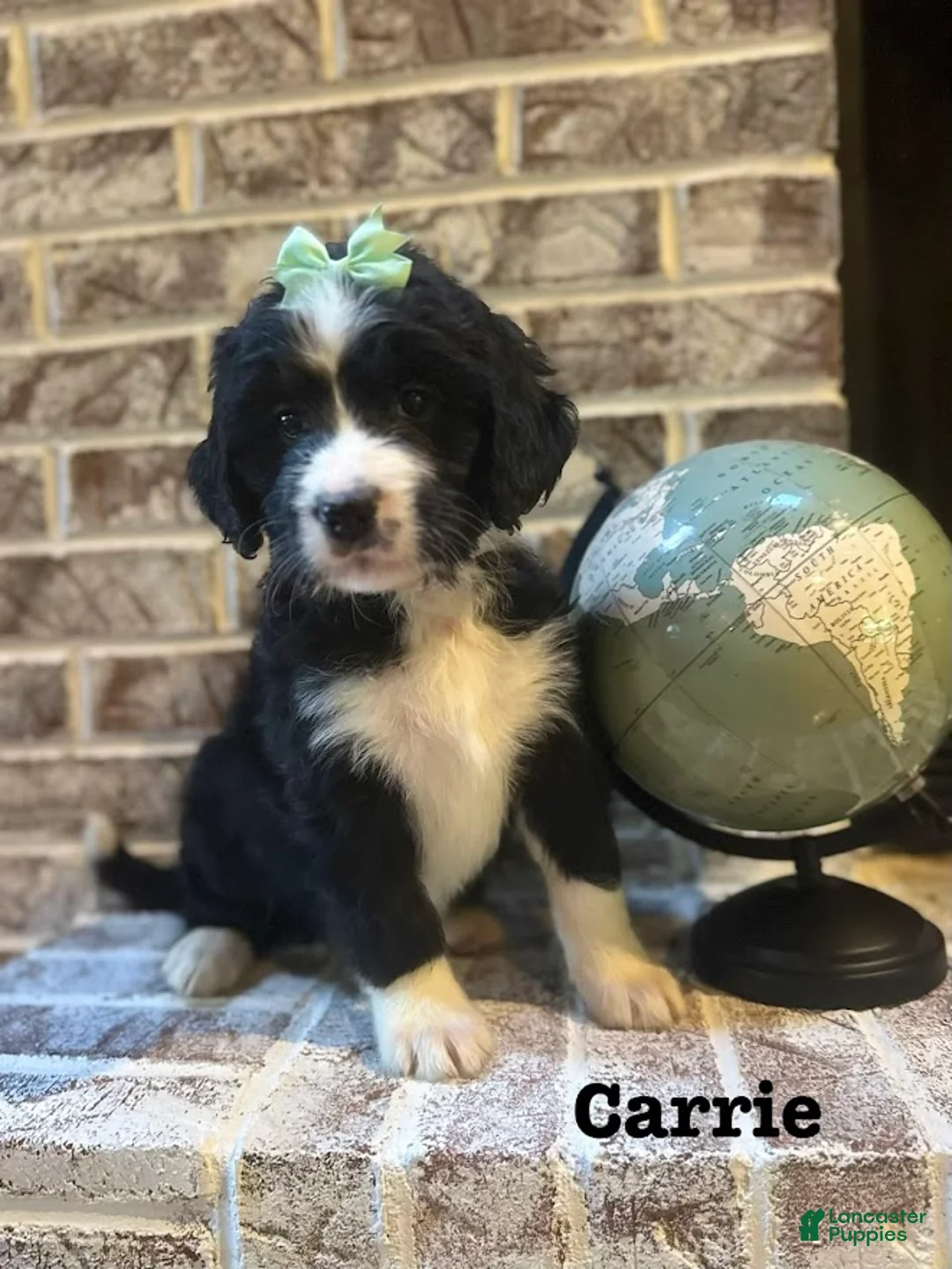 Bernedoodle dogs for sale: Carrie - Ad 1