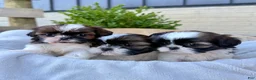 Shih Tzu dogs for sale: AKC Letti - Ad 10