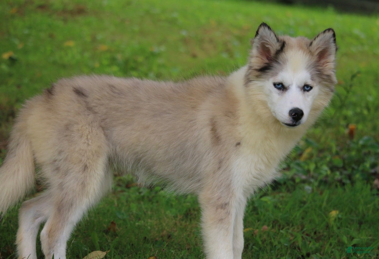 Pomsky dogs Marshmellow - Ad 1