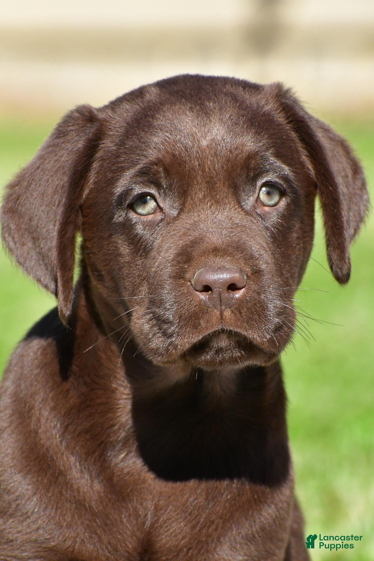 Charles (Labrador, Male) in Millersburg, OH