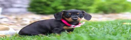 Miniature Dachshund dogs for sale: Amelia - Ad 7