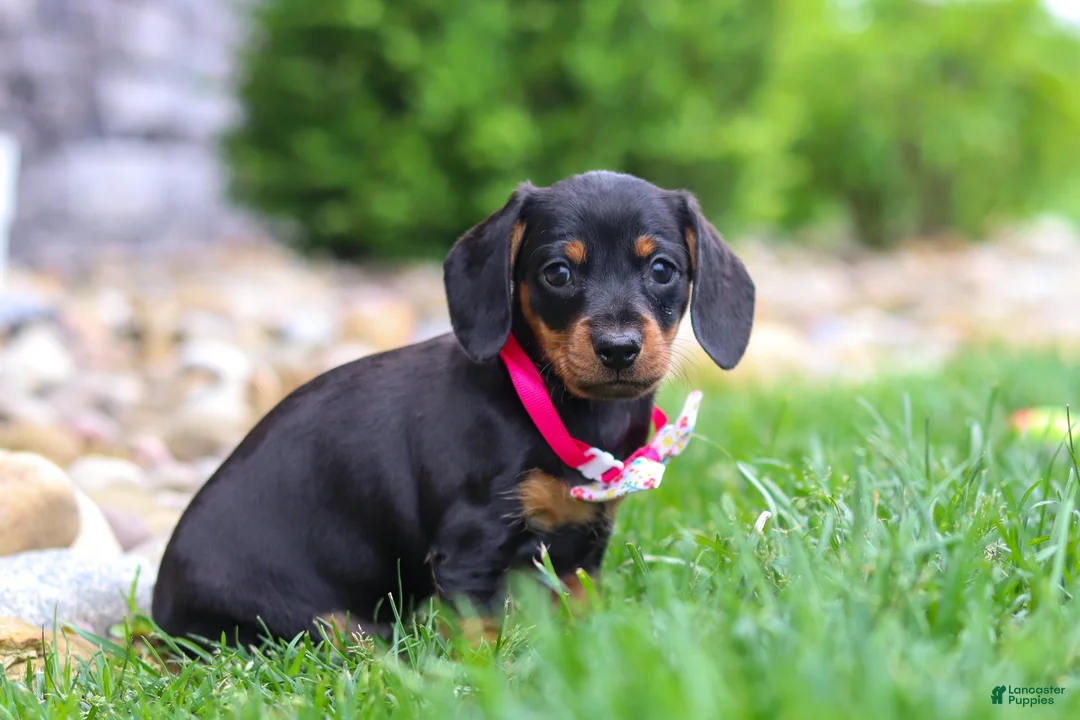 Miniature Dachshund dogs for sale: Amelia - Ad 7