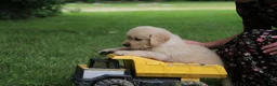 Golden Retriever dogs for sale: Golden Retriever 4 - Ad 2