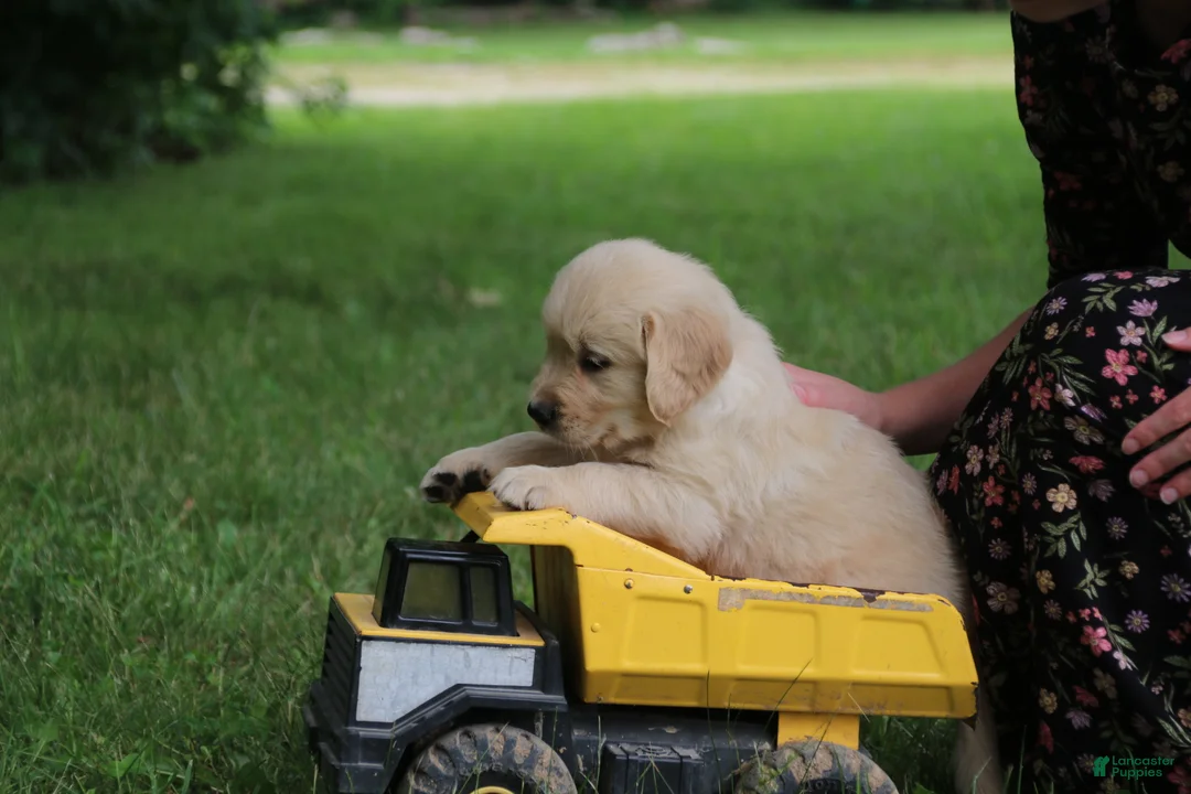 Golden Retriever dogs for sale: Golden Retriever 4 - Ad 2