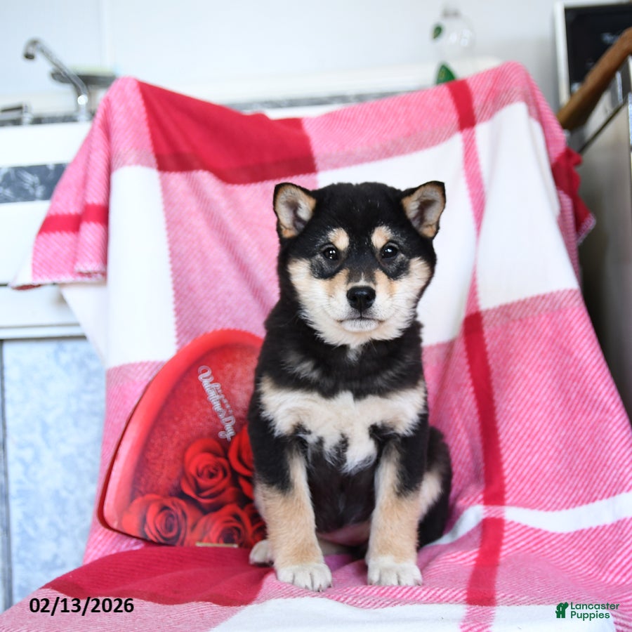 Shiba Inu dogs Bessie - Ad 9