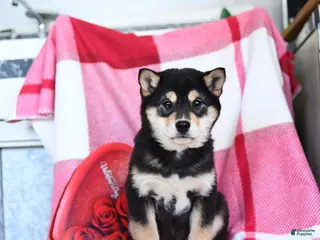 Shiba Inu dogs Bessie - Ad 9