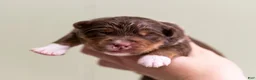 Miniature Australian Shepherd dogs for sale: Tiana - Ad 4