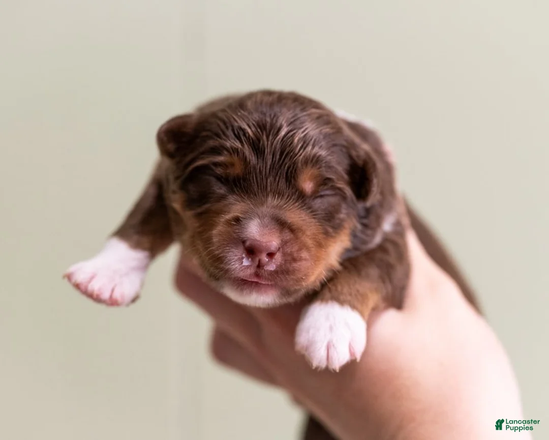 Miniature Australian Shepherd dogs for sale: Tiana - Ad 4