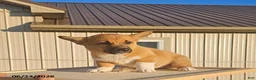Mixed Breed dogs for sale: Jay - Ad 1