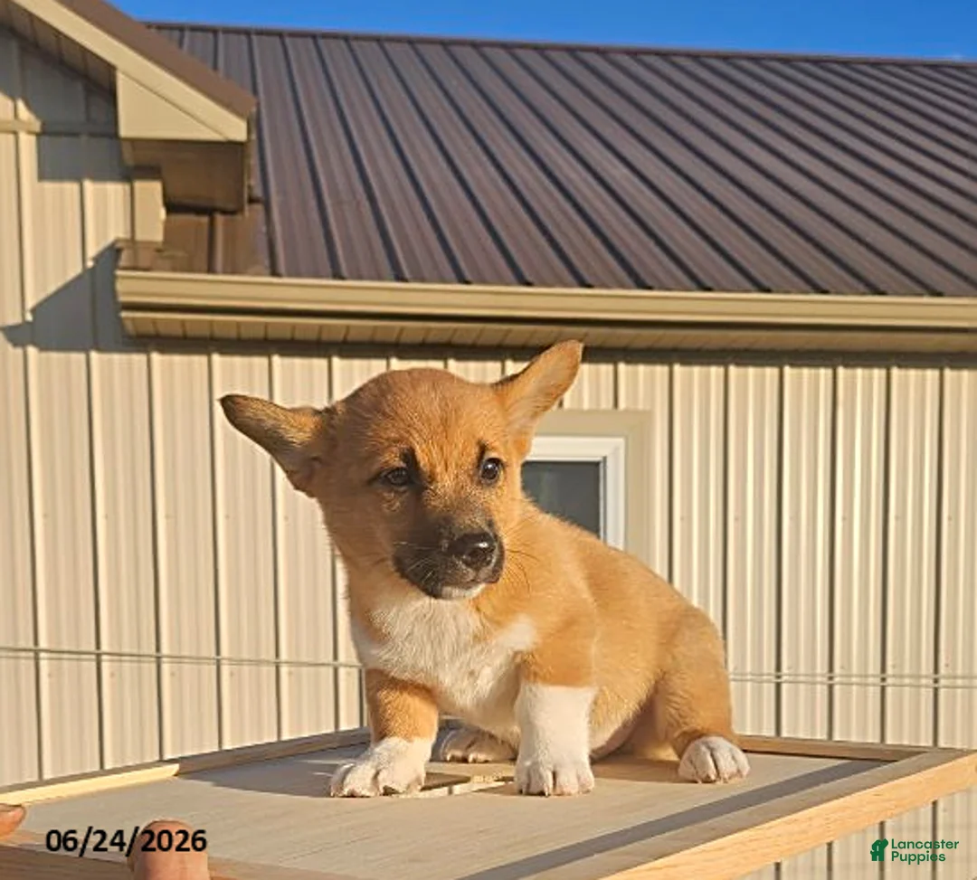 Mixed Breed dogs for sale: Jay - Ad 1