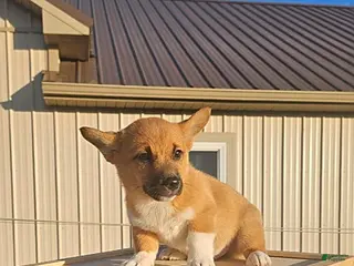 Mixed Breed dogs for sale: Jay - Ad 2