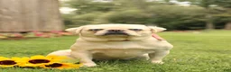 Pug dogs for sale: Brownie - Ad 6